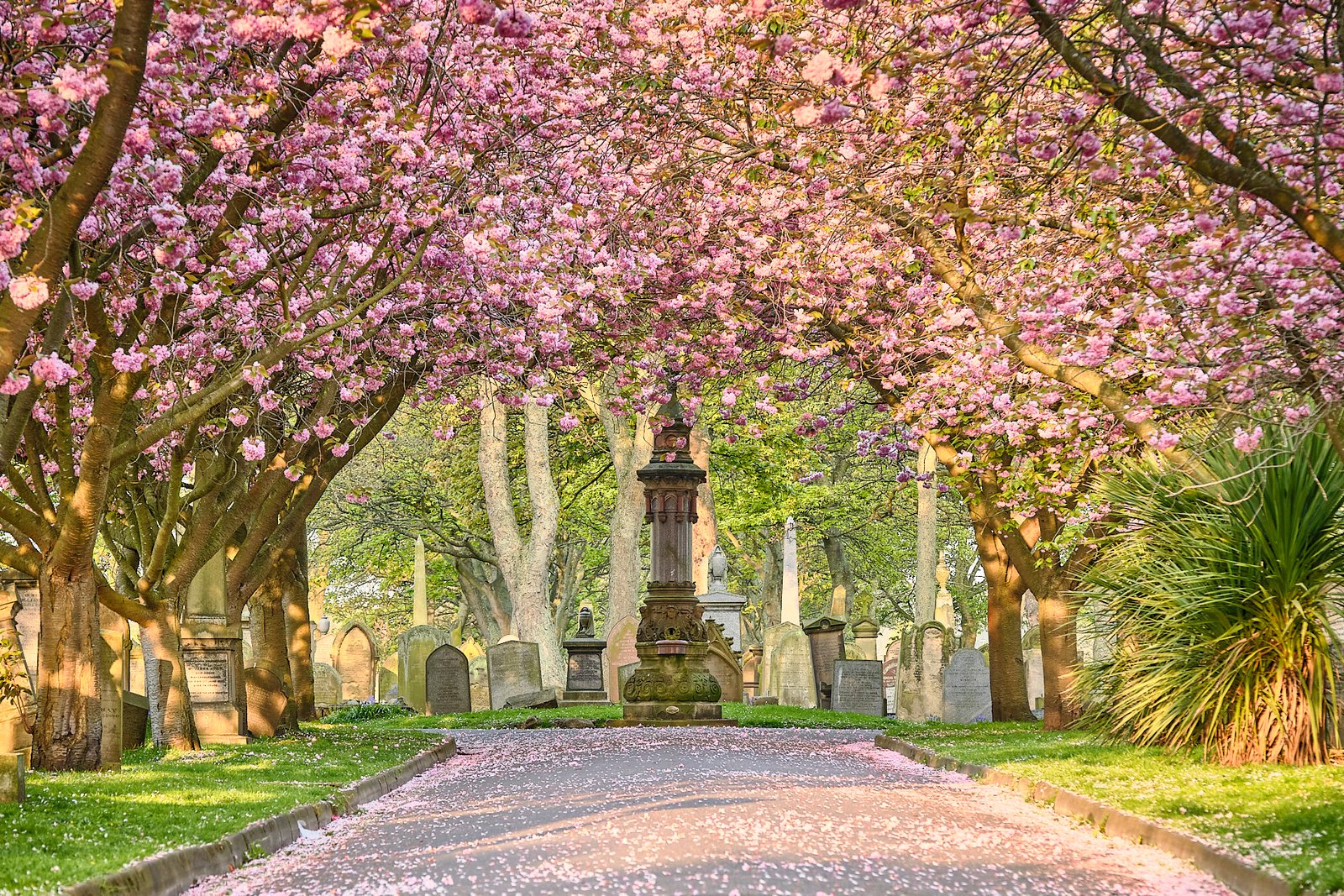 Cherry blossom along the avenue at Sunderland Cemetery, Grangetown - May, Sunderland Calendar 2027